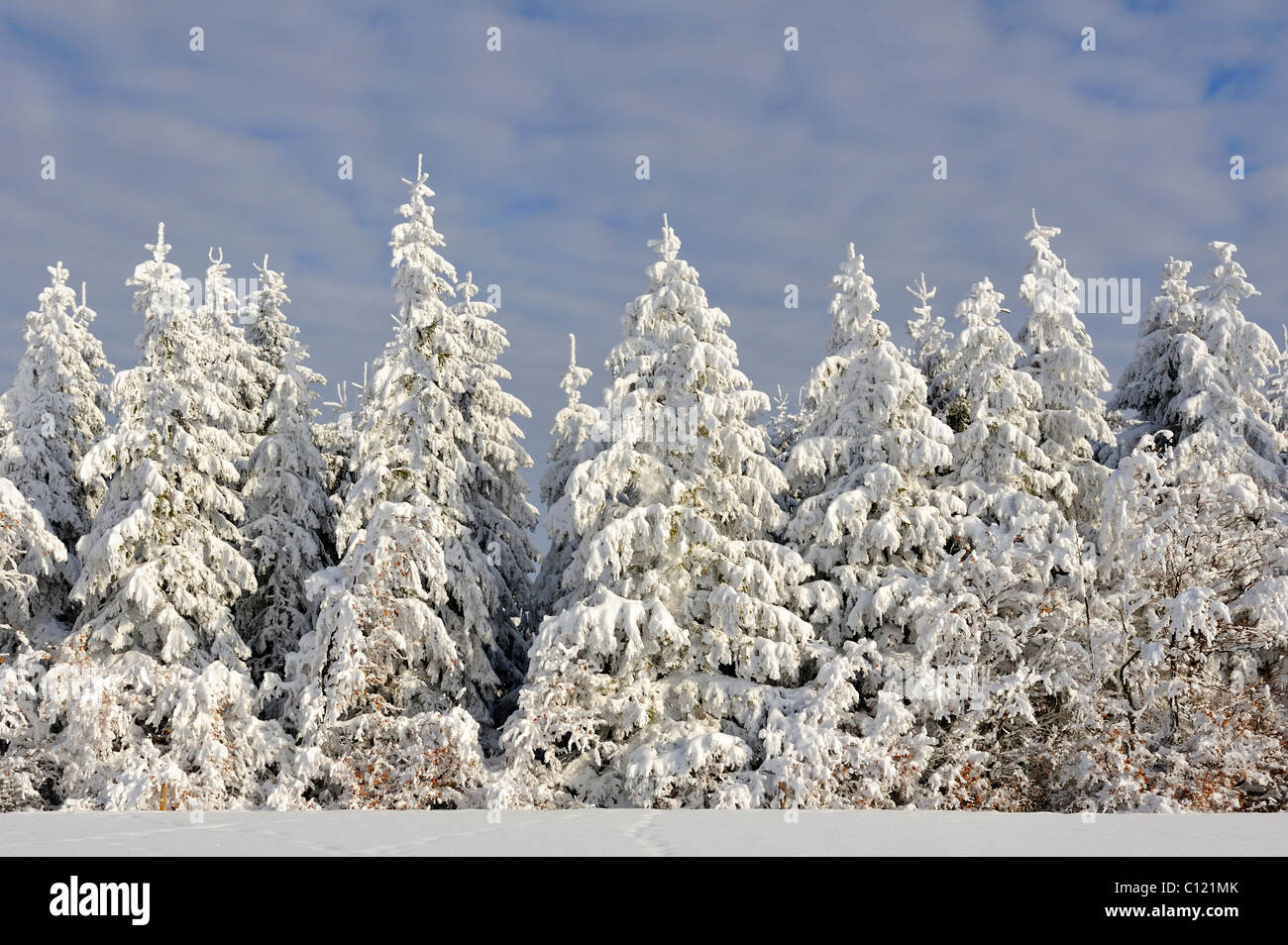 Unione di abete bianco (Abies alba), coperte di neve e di gelo, Schauinsland Mountain, Foresta Nera, Baden-Wuerttemberg Foto Stock