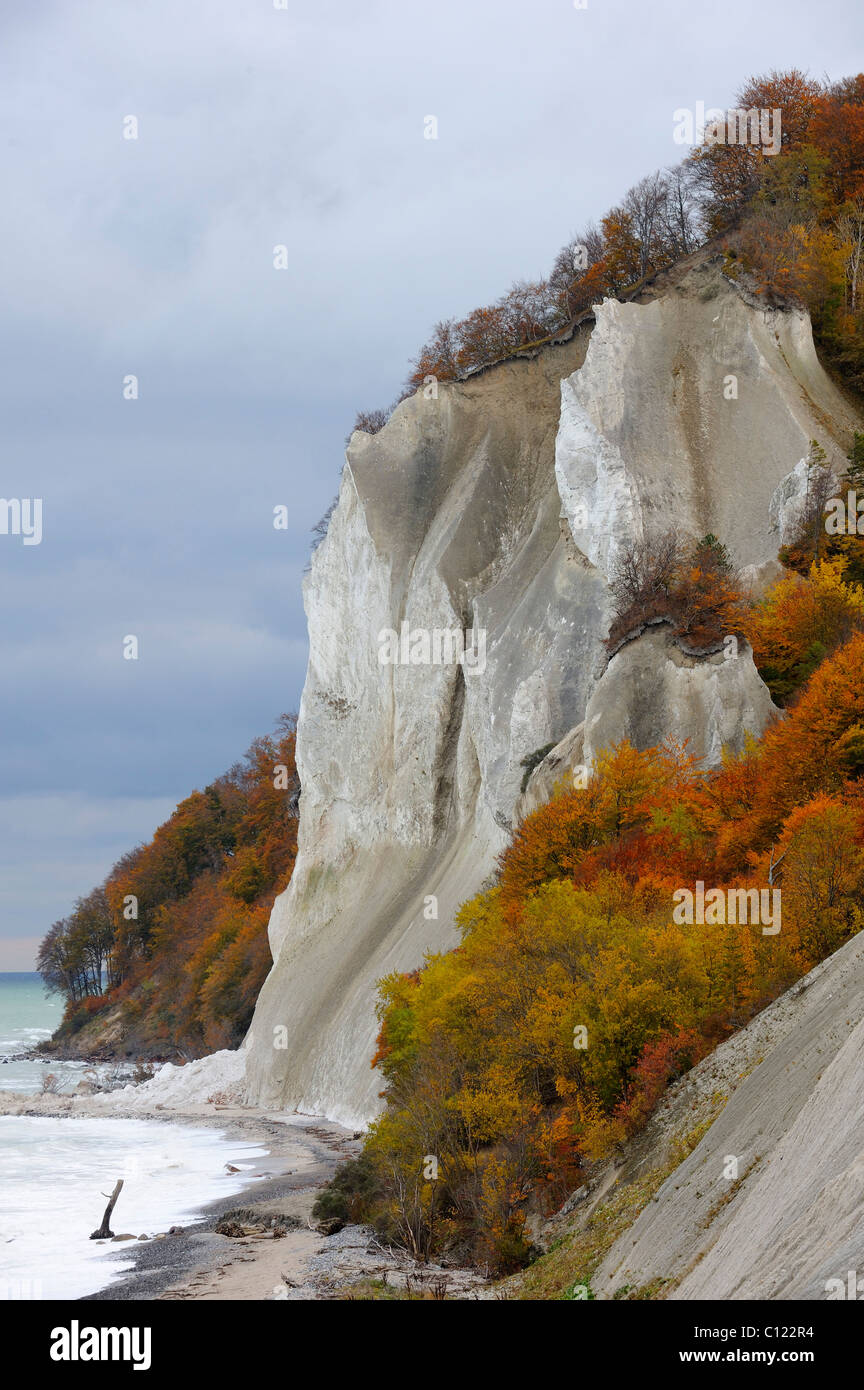 Autunno umore, chalk cliffs e il Mar Baltico, Moensklint, Moen Isola, Danimarca, Scandinavia, Europa Foto Stock