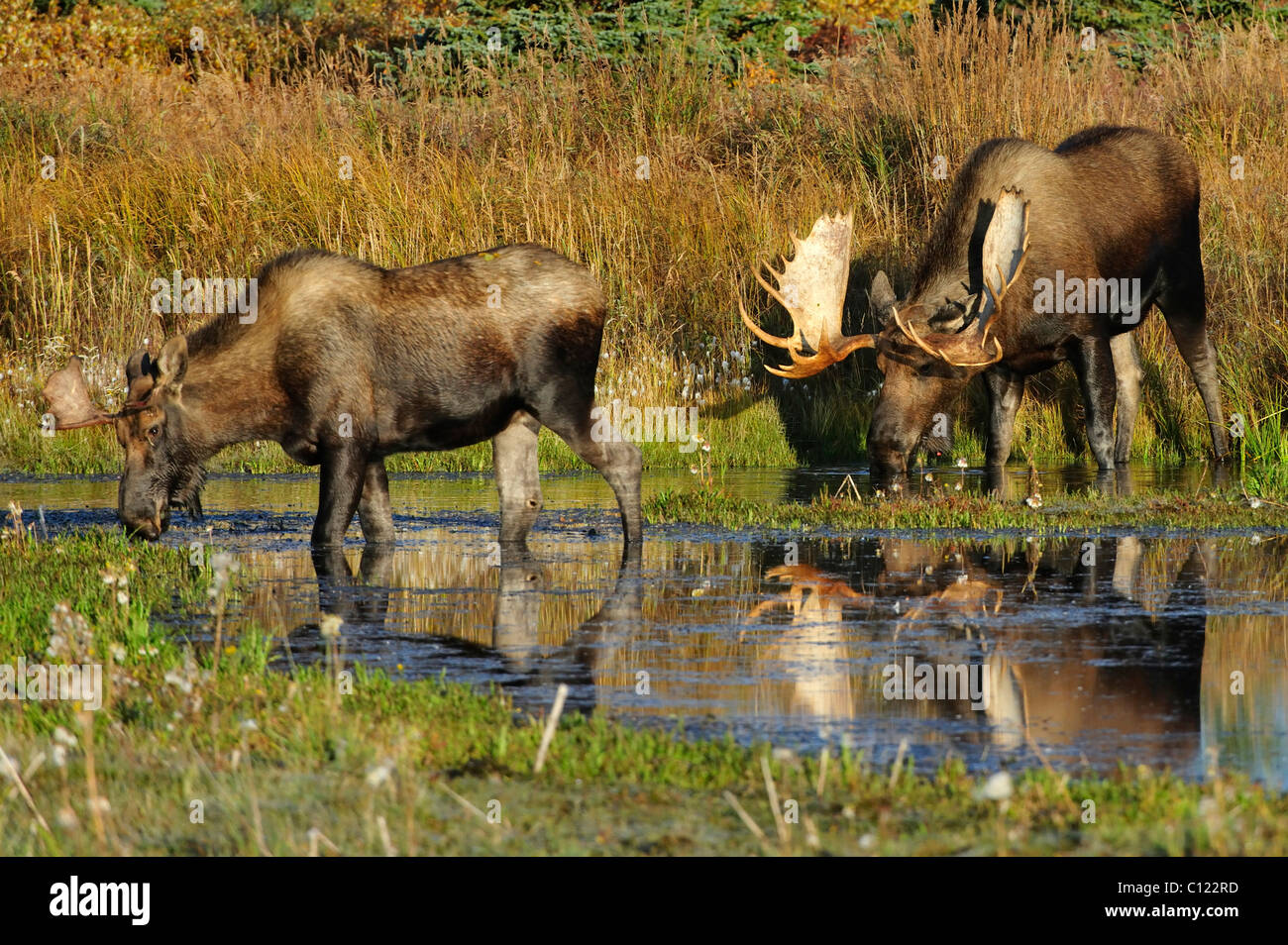 Alci (Alces alces) durante la stagione di solchi mangiare erba dal fondo di un castoro stagno, Parco Nazionale di Denali, Alaska, STATI UNITI D'AMERICA Foto Stock