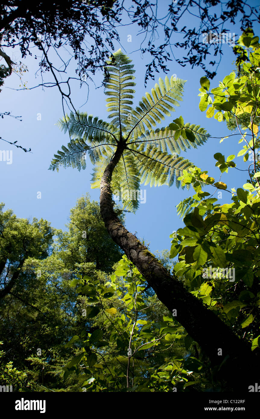 Felci, il Parco Nazionale Abel Tasman, Nuova Zelanda Foto Stock