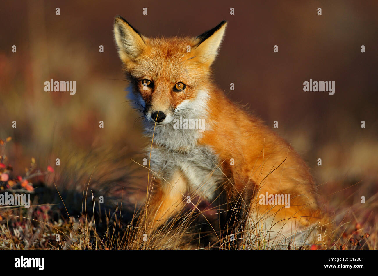 Volpe (Vulpes vulpes) allo spuntar del giorno, Parco Nazionale di Denali, Alaska, STATI UNITI D'AMERICA Foto Stock