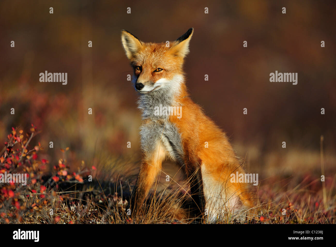 Volpe (Vulpes vulpes) allo spuntar del giorno, Parco Nazionale di Denali, Alaska, STATI UNITI D'AMERICA Foto Stock