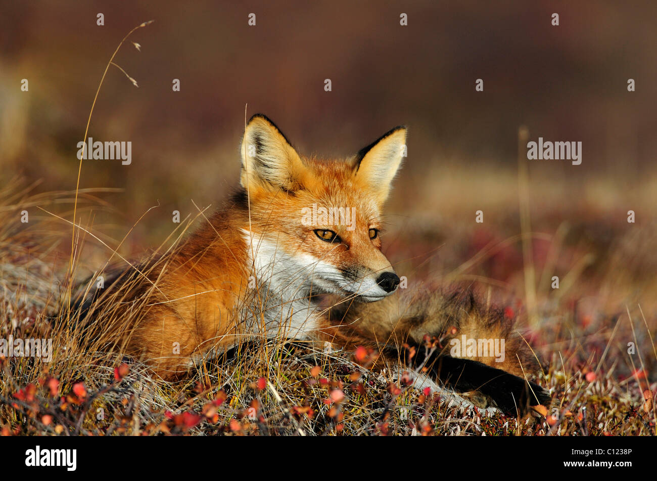 Volpe (Vulpes vulpes) allo spuntar del giorno, Parco Nazionale di Denali, Alaska, STATI UNITI D'AMERICA Foto Stock