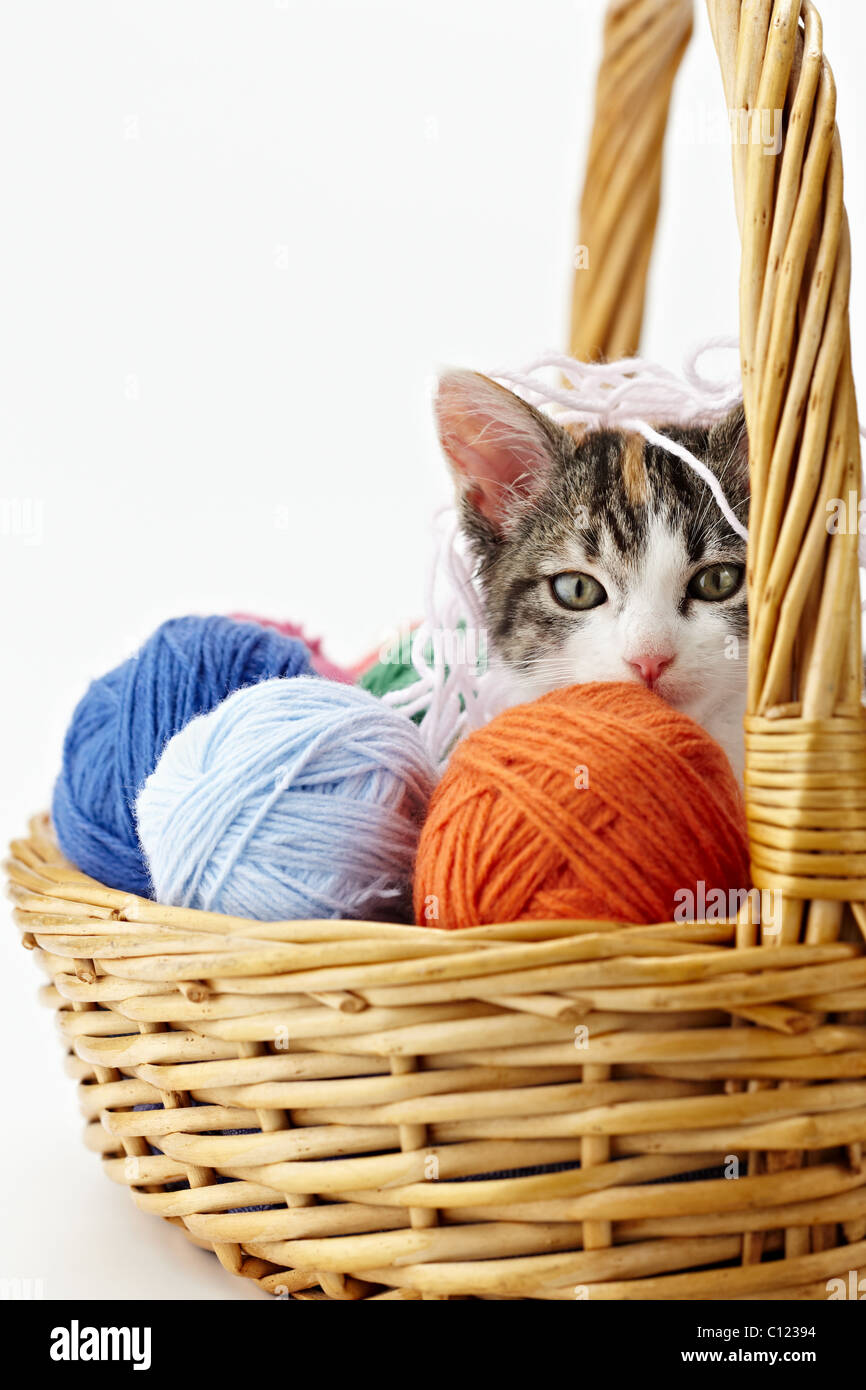 cat playing with wool