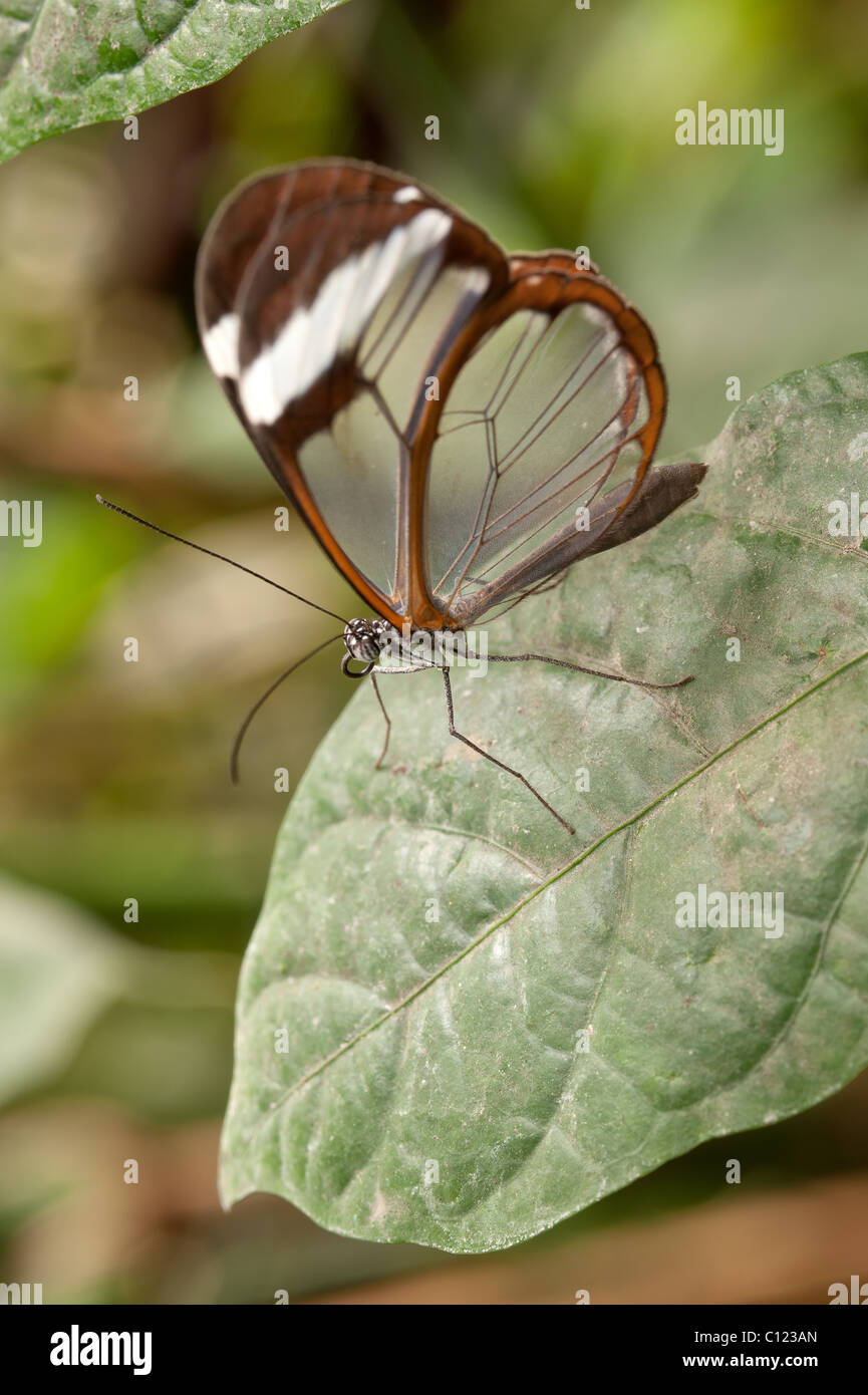 Farfalle tropicali Glasswing Greta oto Foto Stock