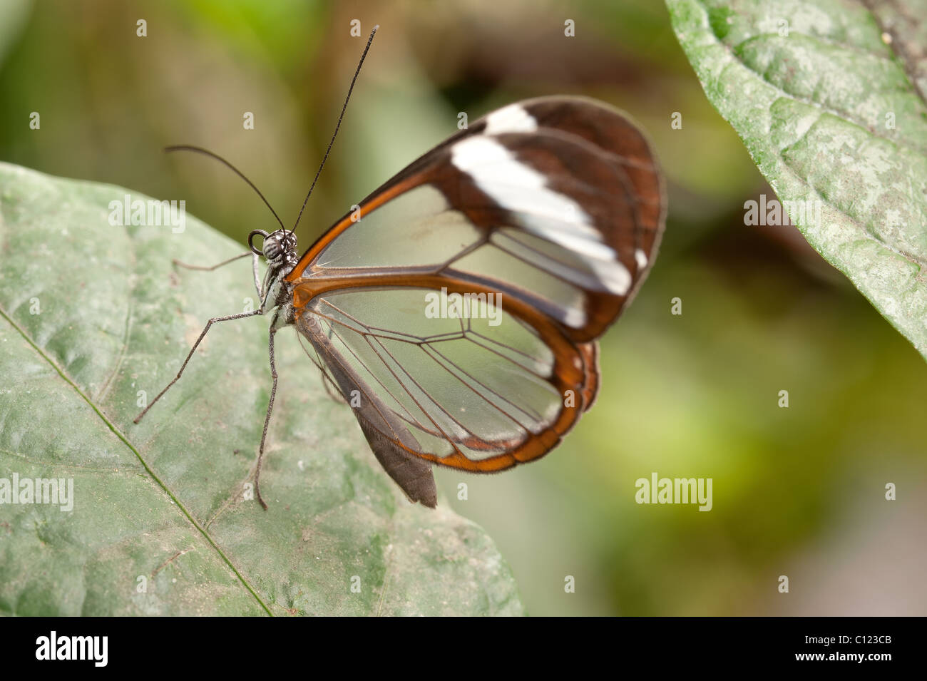 Farfalle tropicali Glasswing Greta oto Foto Stock