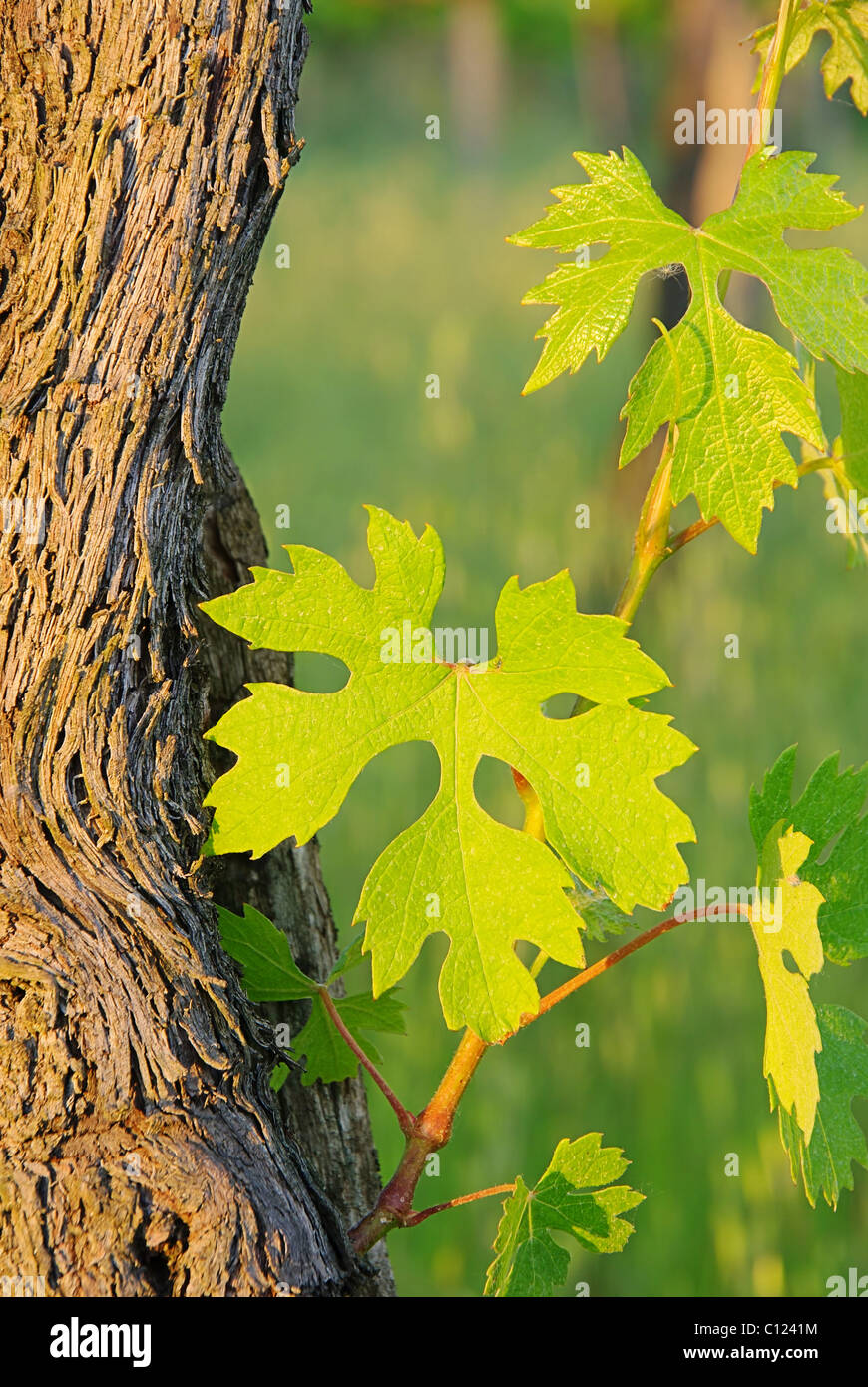 Weinlaub im Fruehling - foglie di vite in primavera 04 Foto Stock