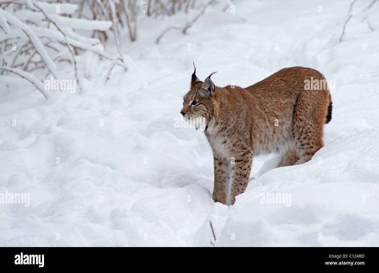 (Lynx Lynx lynx) in cattività Foto Stock