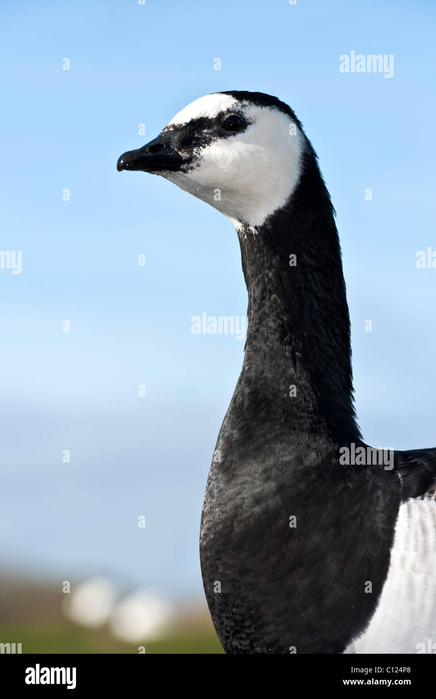 Barnacle Goose - Branta leucopsis Foto Stock