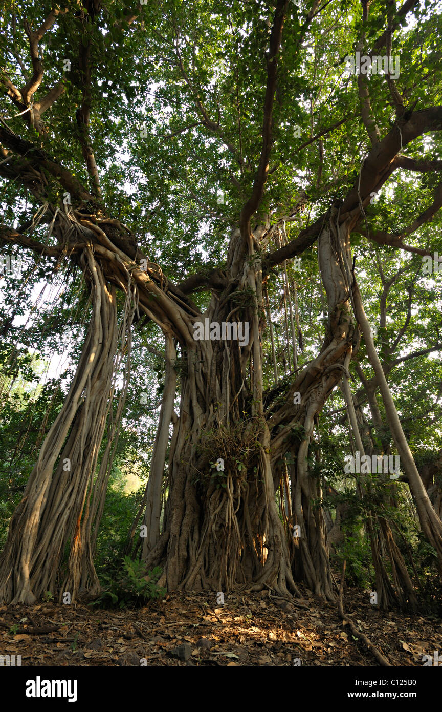 Il Bengala fig, Indian fig, East Indian fig (Ficus benghalensis), in Ranthambhore, Rajasthan, India, Asia Foto Stock