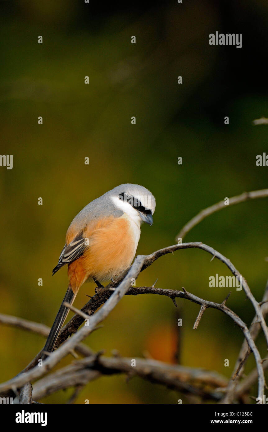 Long-tailed Shrike o Rufous-backed Shrike (Lanius schach) nelle giungle del Parco nazionale di Ranthambore, Rajasthan, India, Asia Foto Stock