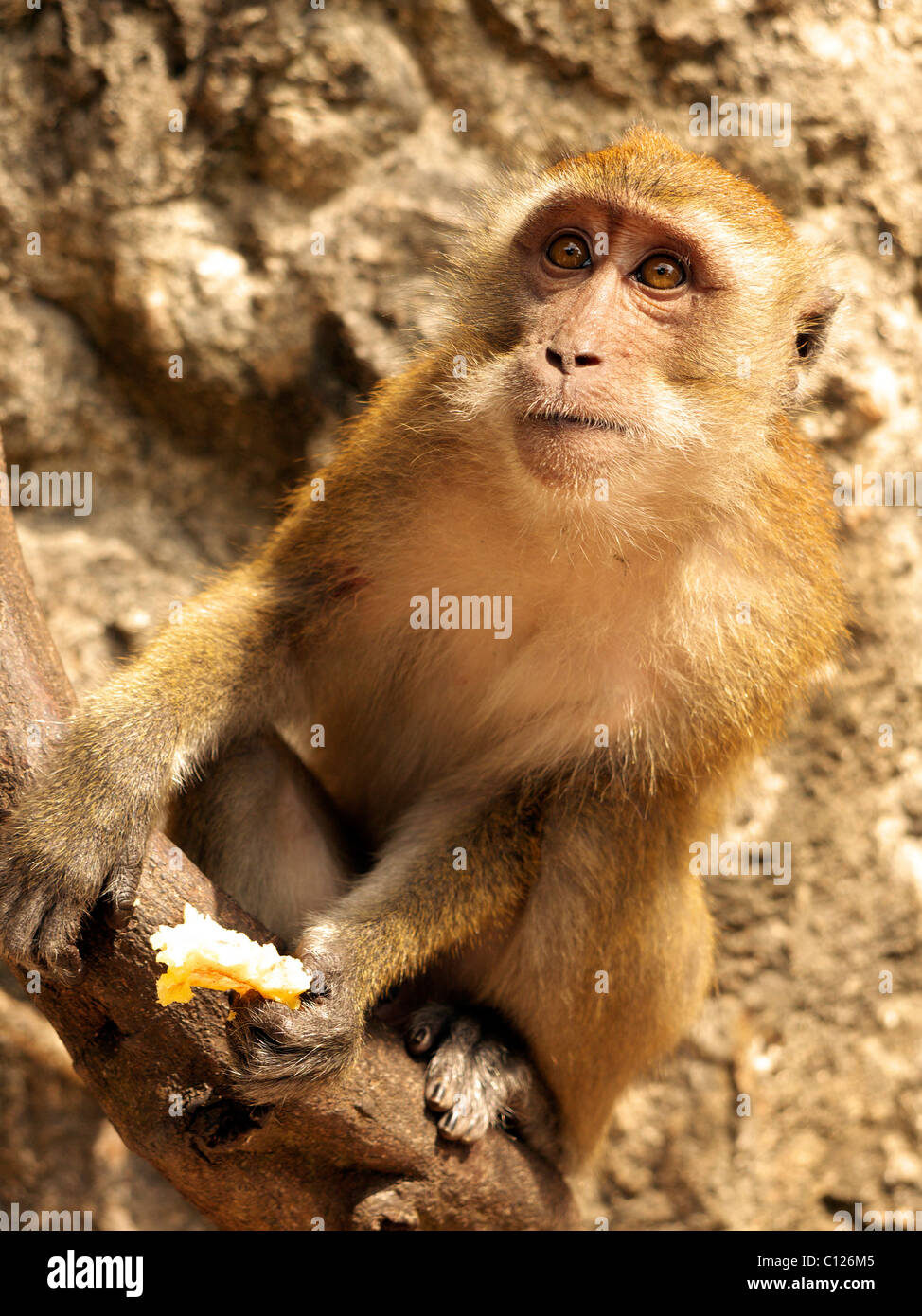 Macaque (Macaca) mangiare un ananas, Railey penisola, Rai Leh, sul Mare delle Andamane, provincia di Krabi, Thailandia, Asia Foto Stock