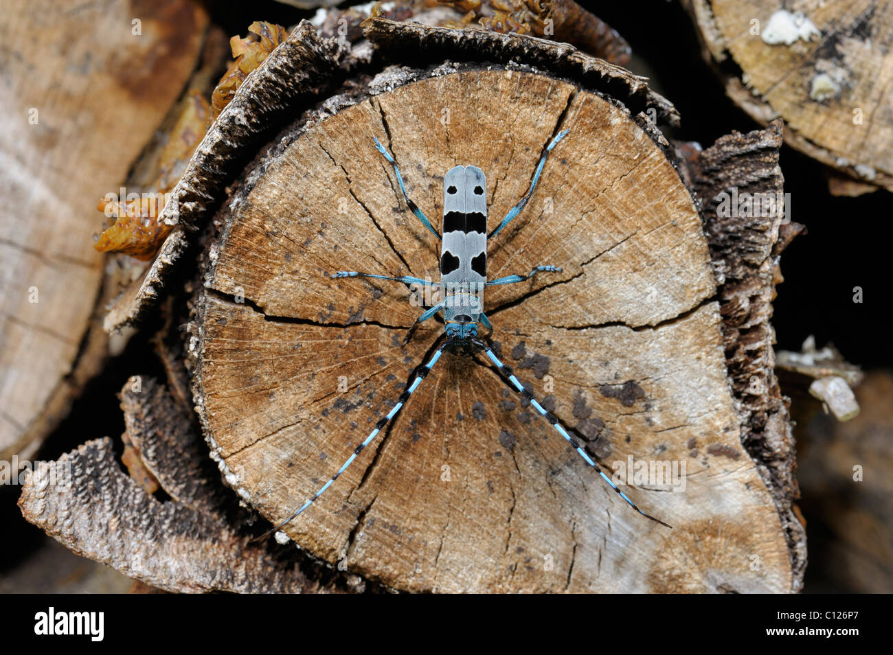 Rosalia Longicorn (Rosalia alpina) Foto Stock