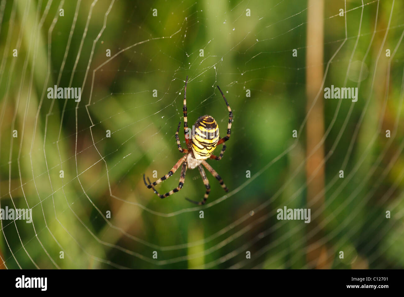 Wasp Spider (Argiope bruennichi) in una ragnatela, Baviera, Germania Foto Stock