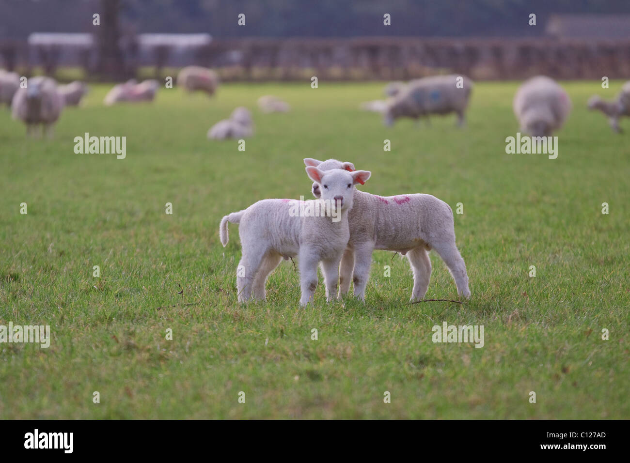 Una coppia di agnelli guardando la telecamera in un campo pieno di pecore e agnelli Foto Stock