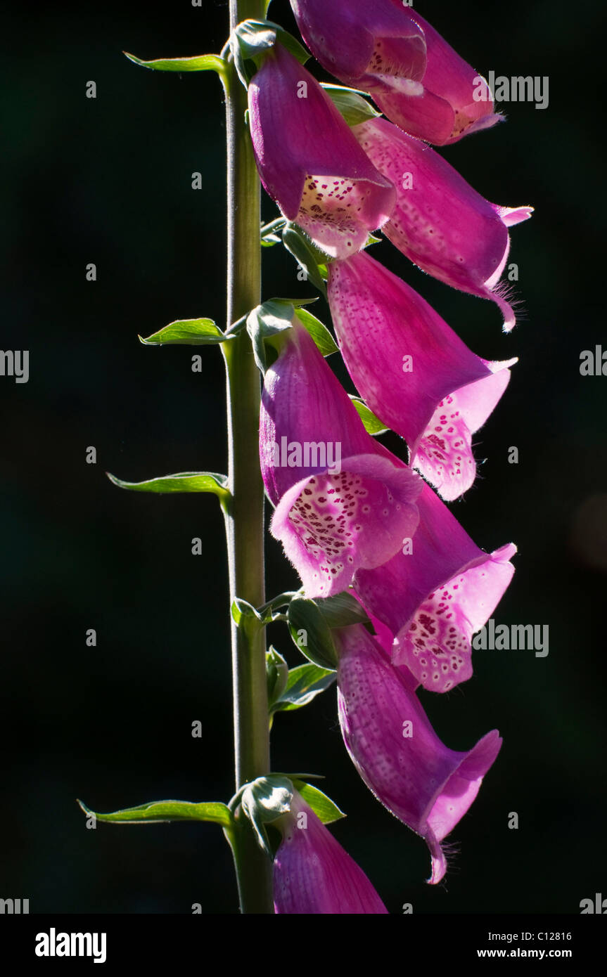 Viola foxgloves (Digitalis purpurea), fiorisce, retroilluminato, Svevo, Baden-Wuerttemberg, Germania, Europa Foto Stock