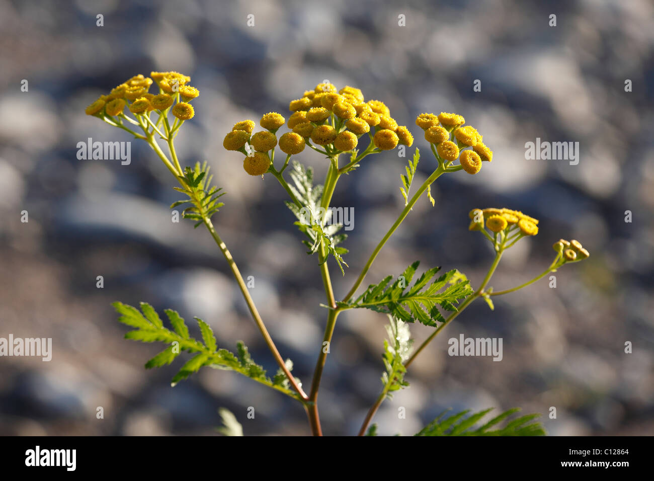 Tansy (Tanacetum vulgare), bussola impianto Foto Stock