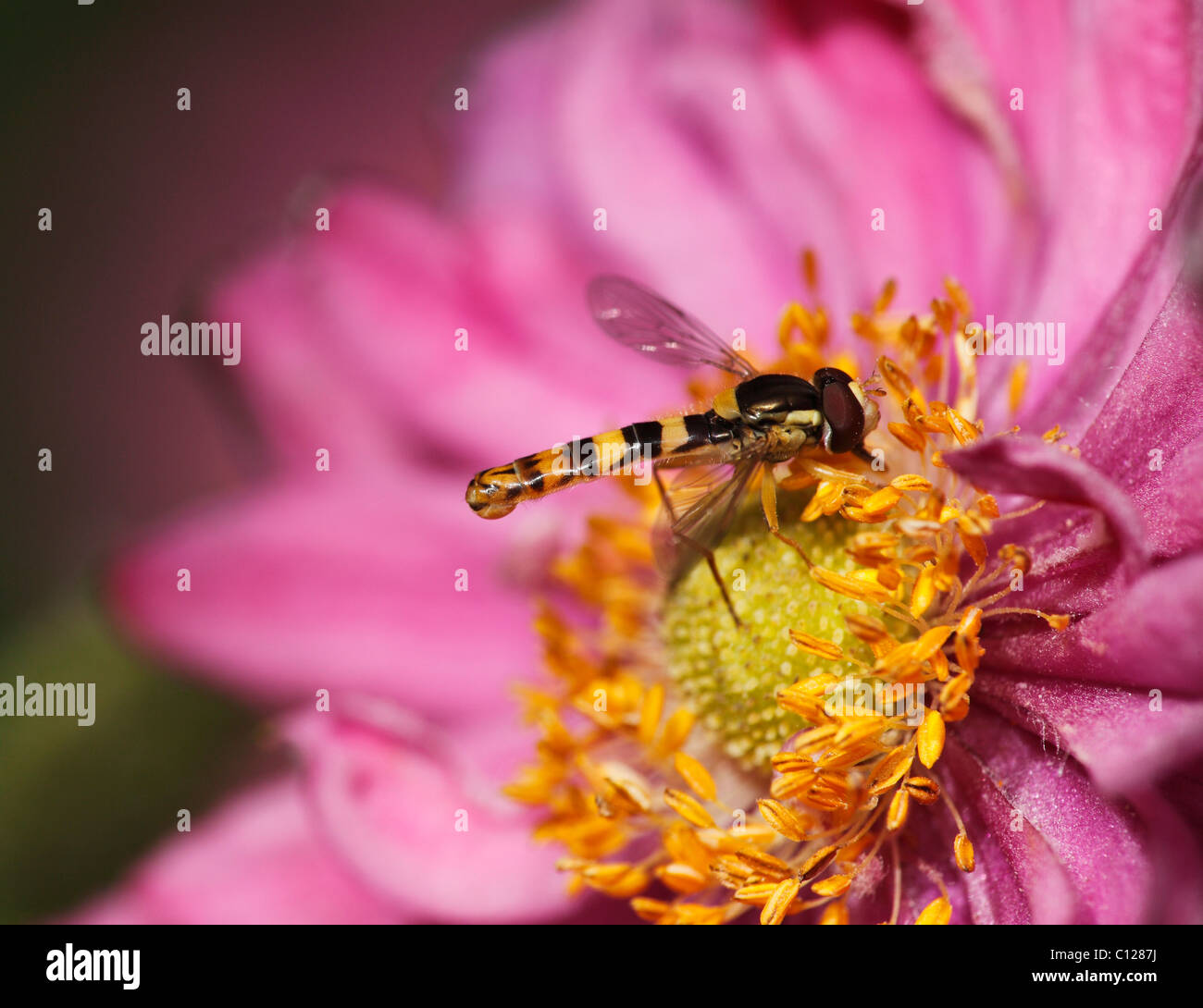 Hoverfly (Sphaerophoria scripta) il crisantemo fiore fiori da giardino Foto Stock