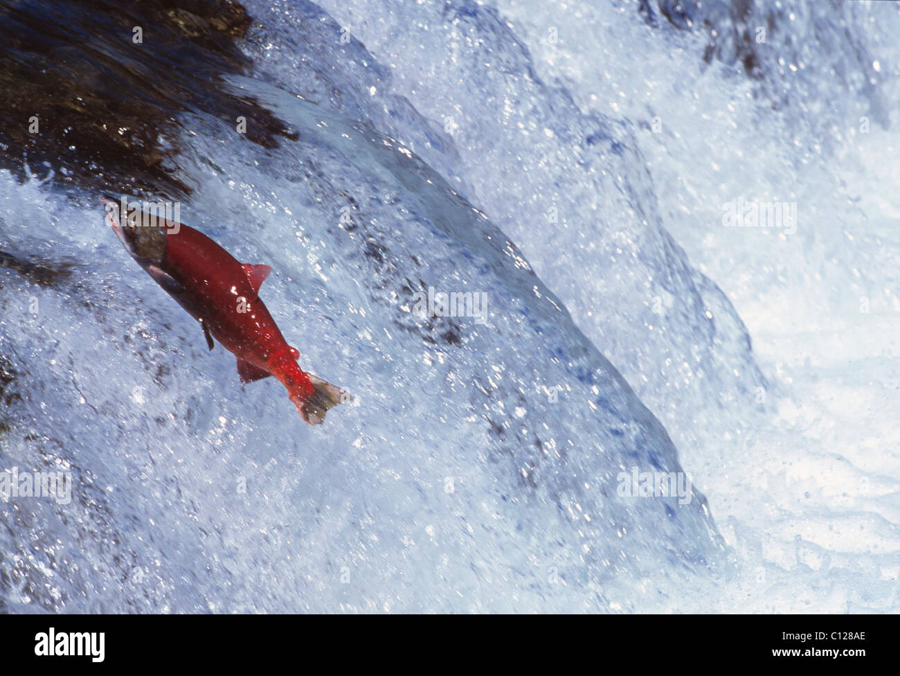 Saltare il Salmone Sockeye (Oncorhynchus nerka), Brooks River Falls, Katmai, Alaska, STATI UNITI D'AMERICA Foto Stock