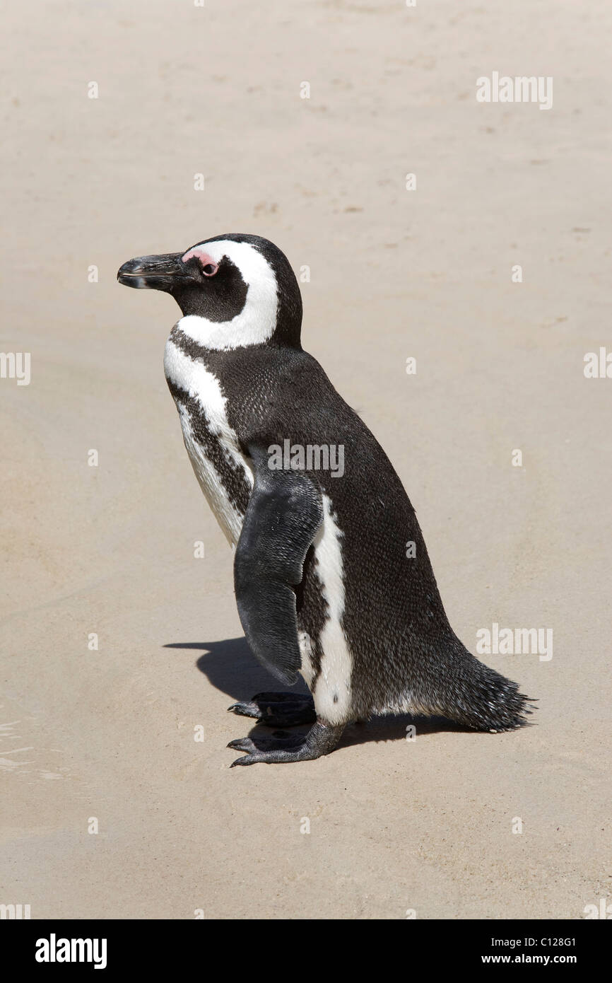 Pinguino africano (Spheniscus demersus) sulla Spiaggia Boulders presso la Western Cape vicino a Città del Capo, Sud Africa e Africa Foto Stock