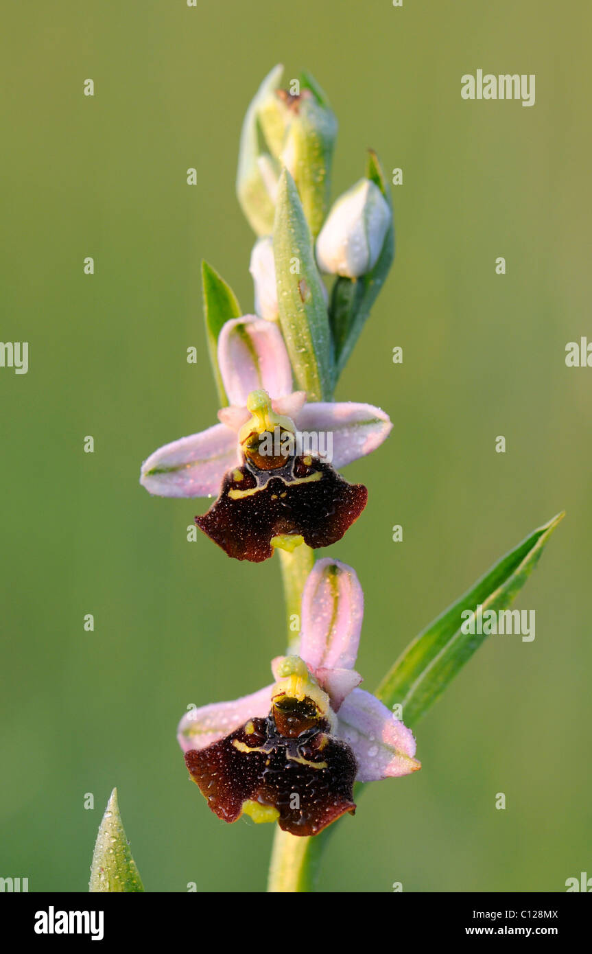 Fine di Spider-ORCHIDEA (Ophrys holoserica) Foto Stock