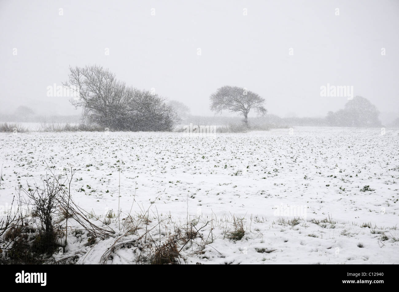 La bufera di neve sulla pianura costiera. Il Roe Deer Capreolus capreolus in metà distanza rifugiandosi nei pressi di hedge. Foto Stock