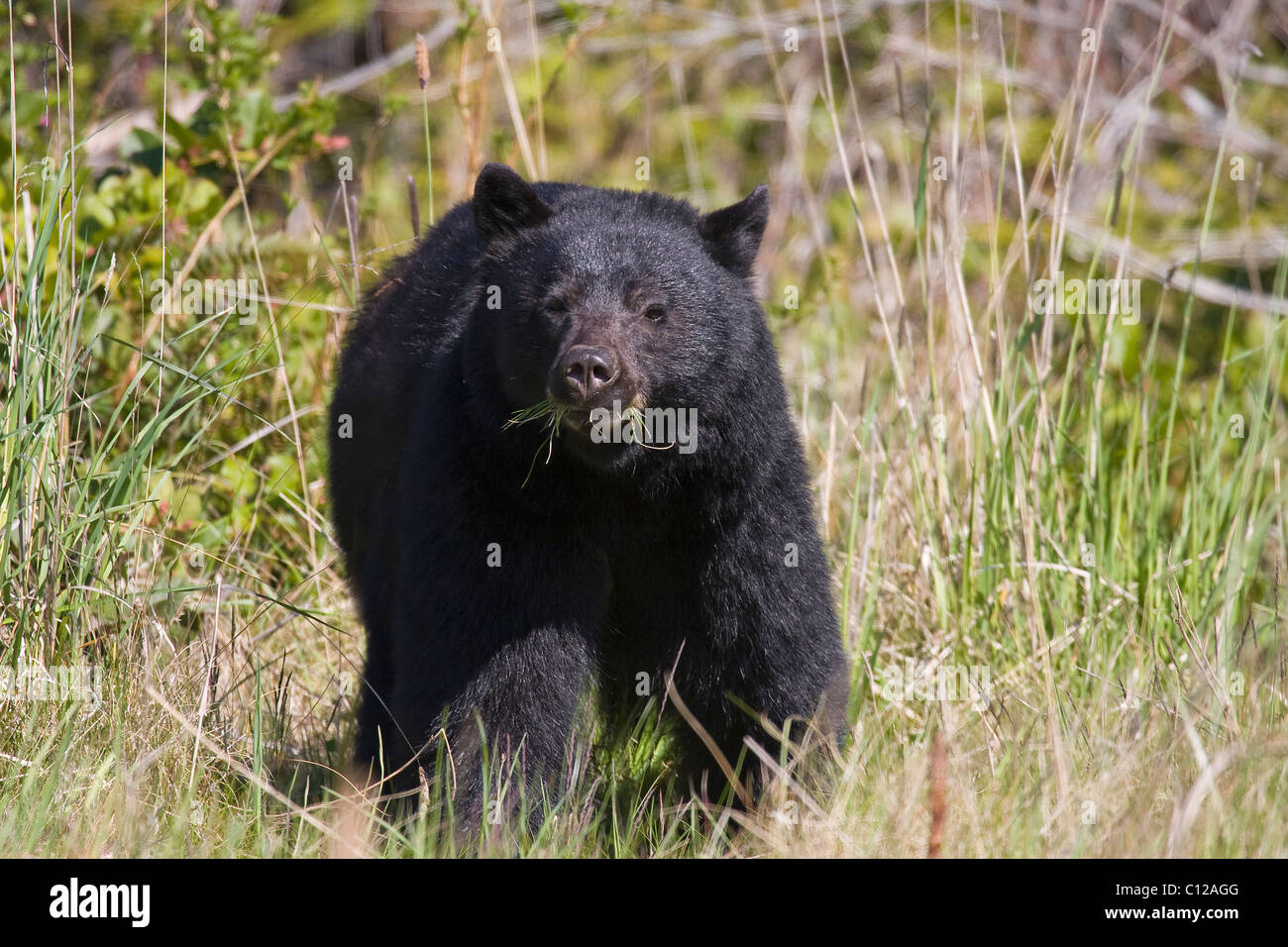 Wild Black Bear in piedi in erba piena vista frontale sul viso, mangiare erba Port Hardy Vancouver Island Foto Stock