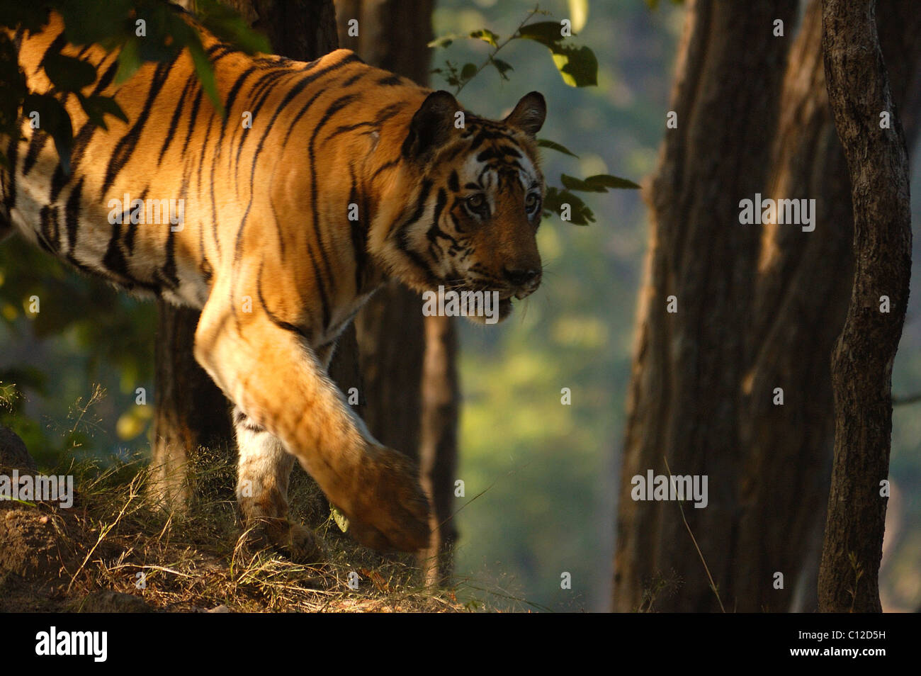 Royal tigre del Bengala Foto Stock