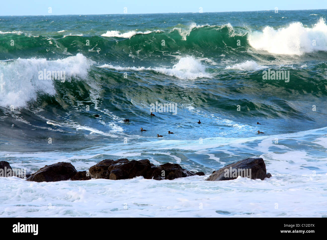 40,151.05921un gregge di bianco-winged orchetto anatre di mare nuoto nella rottura aqua whitecap blu oceano onde e surf vicino a rocce. Foto Stock
