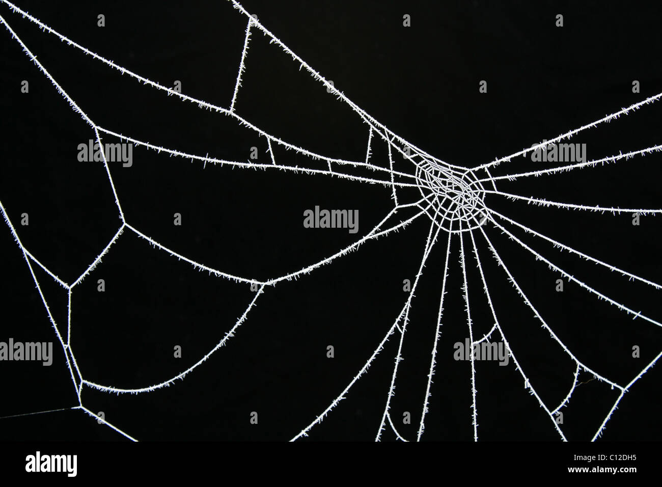 40,176.06388 gelido di ghiaccio freddo satinato bianco frosty spider web su nero su sfondo nero Foto Stock