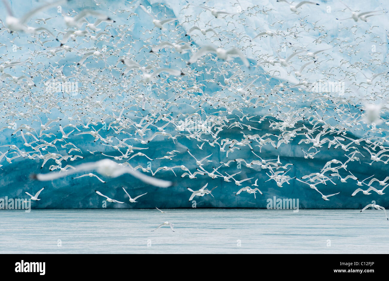 Kittiwakes (Rissa tridactyla) alimentazione a fronte del ghiacciaio, Monaco Glacier, Leifdefjord, Svalbard, Norvegia Foto Stock