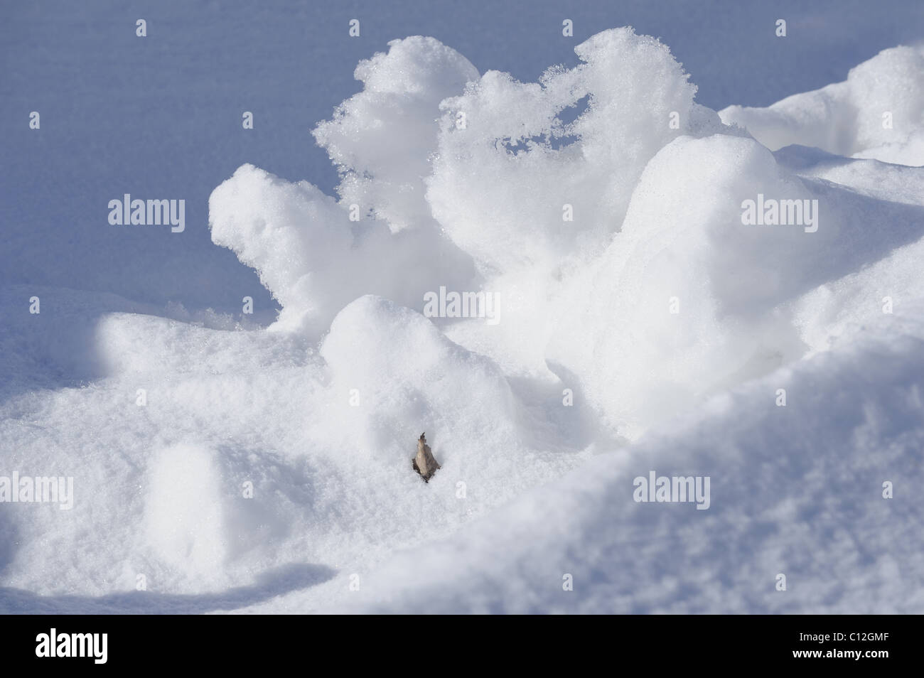 Inizio neve di primavera patterns, Viikki Riserva Naturale, Helsinki, Finlandia e Scandinavia, Europa. Foto Stock