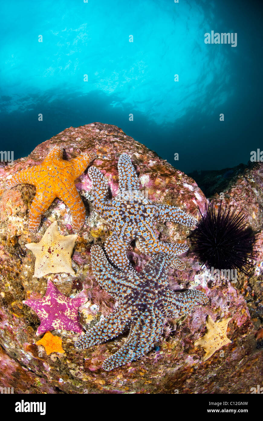 Un gruppo di colorati starfish su una scogliera con le profonde acque blu in background. Foto Stock