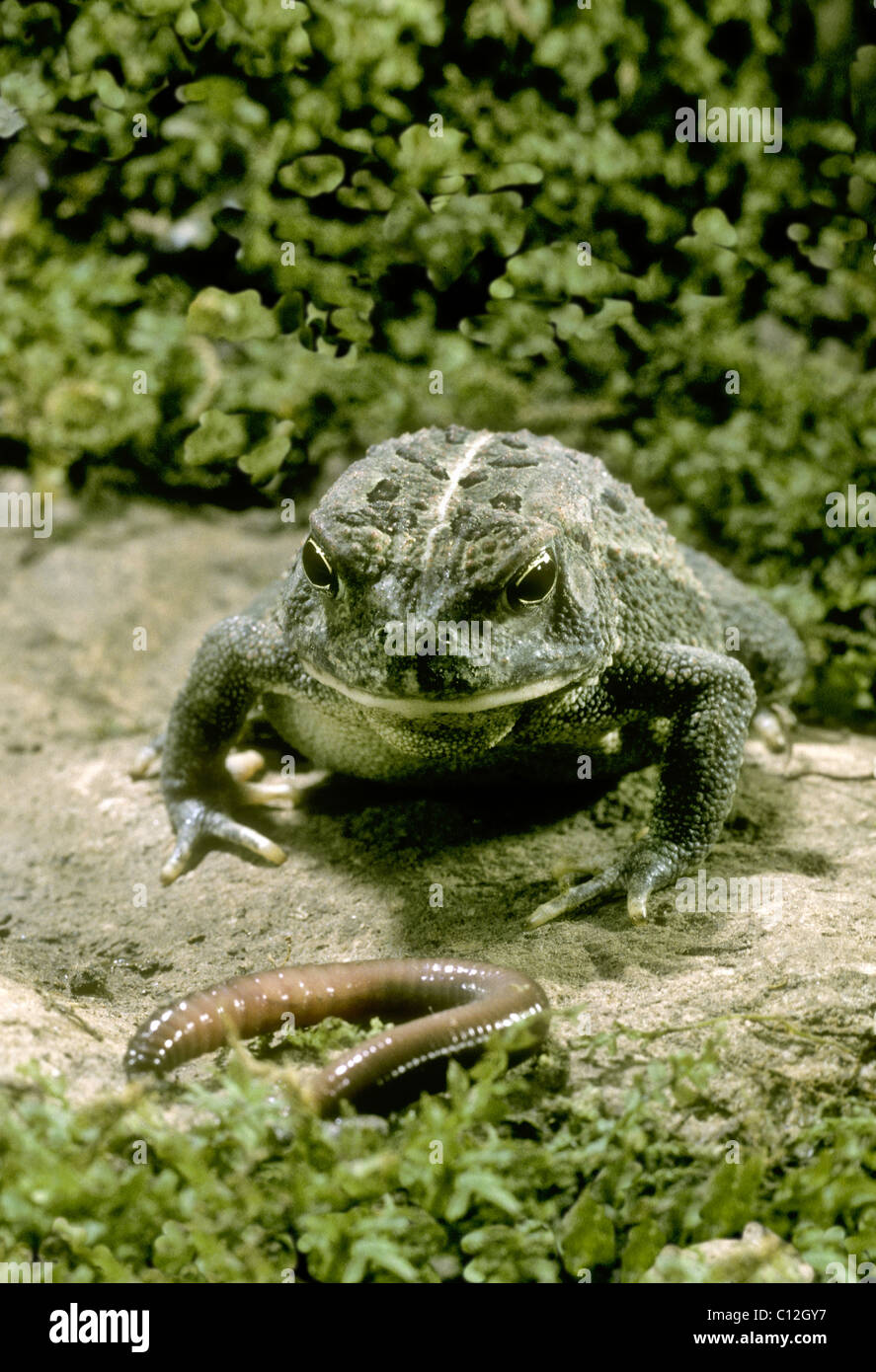 Pronto a mangiare: il Rospo di Fowler (Bufo fowleri) osserva un lombrico (Lumbricus terrestris) che striscia sul terreno. Foto Stock