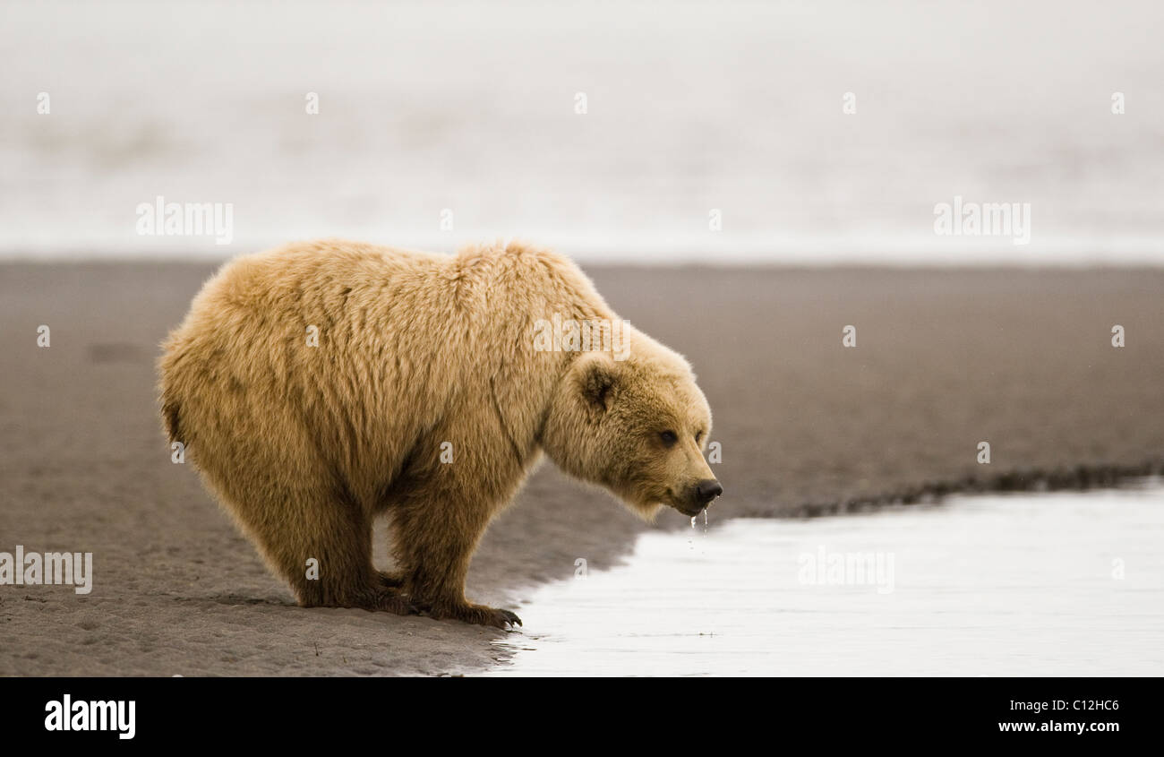 A coastal orso bruno cerca i cannolicchi con la bassa marea. Foto Stock