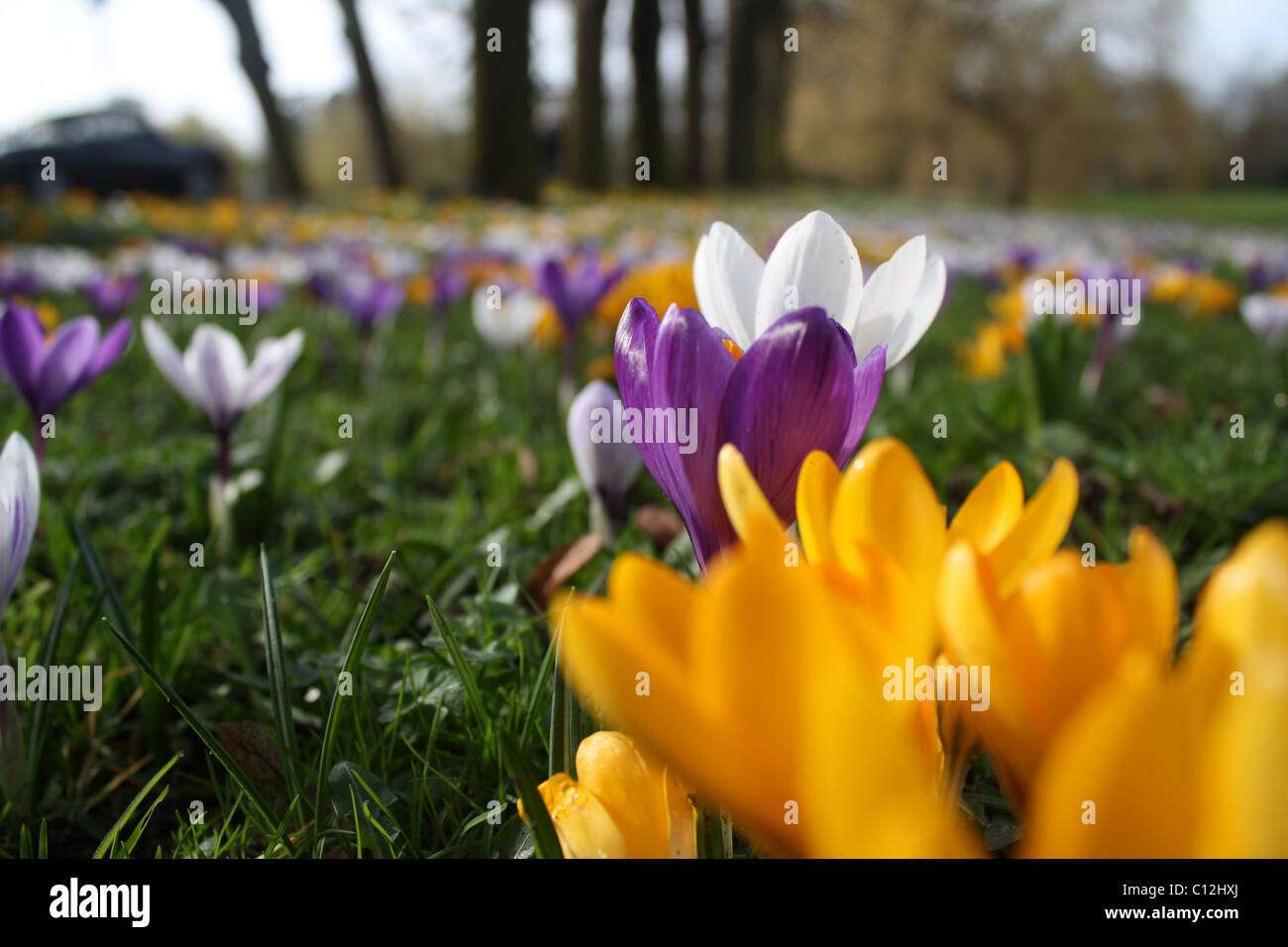 Croco della sorgente Foto Stock