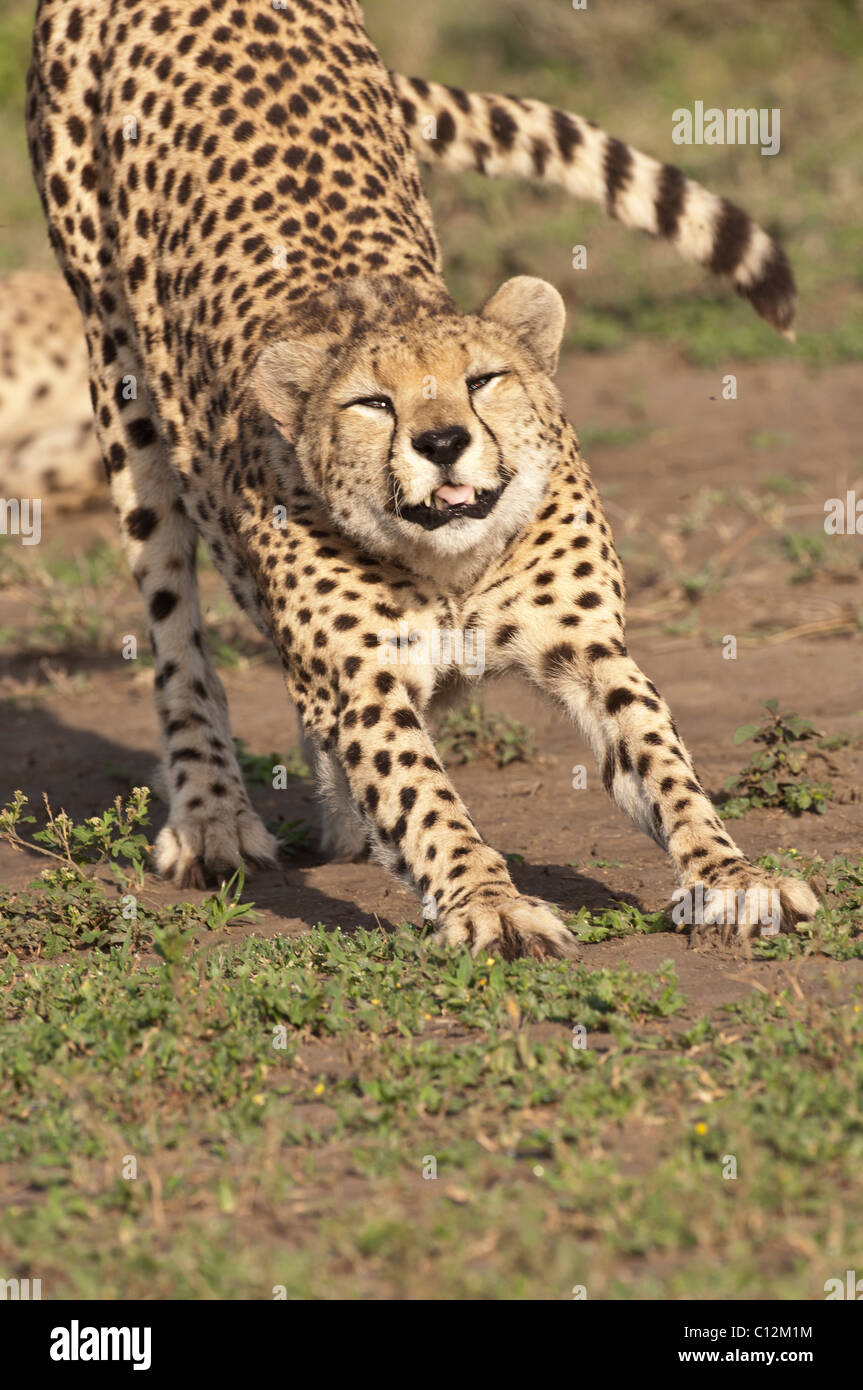 Foto di stock di un ghepardo di stretching. Foto Stock