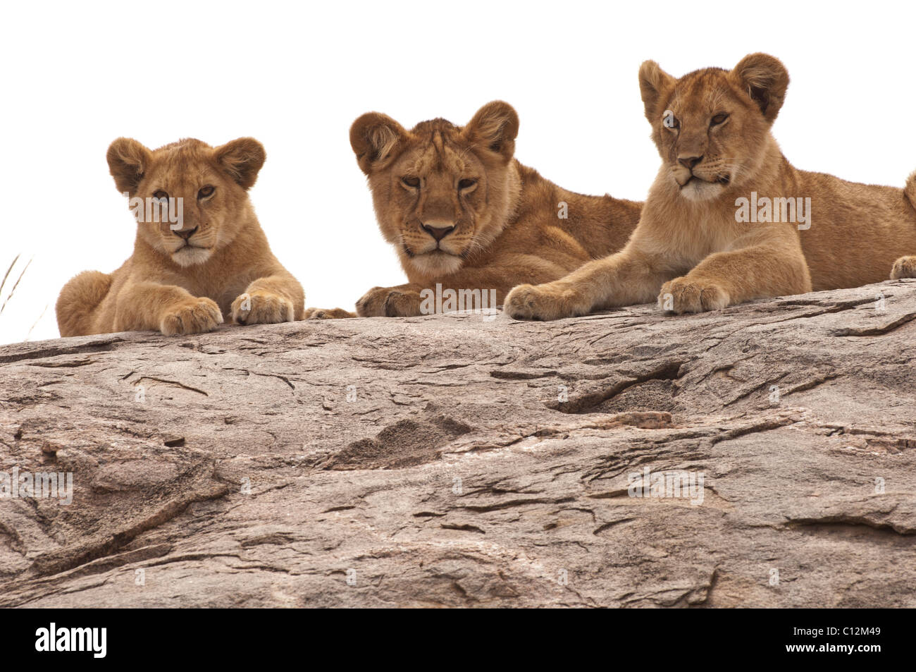 Foto di stock di tre cuccioli di leone in appoggio su un kopje, Serengeti National Park, Tanzania Foto Stock