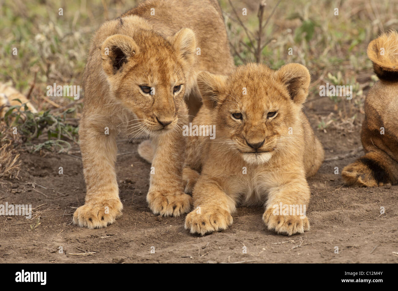 Stock Foto di due cuccioli di leone accanto a vicenda. Foto Stock