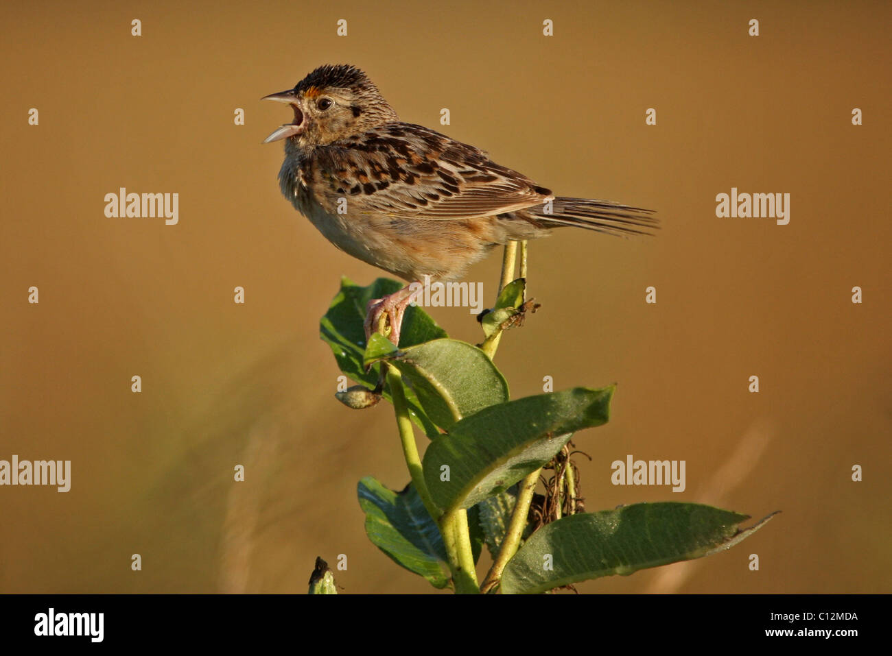 Grasshopper Sparrow, maschio per difendere il territorio Foto Stock