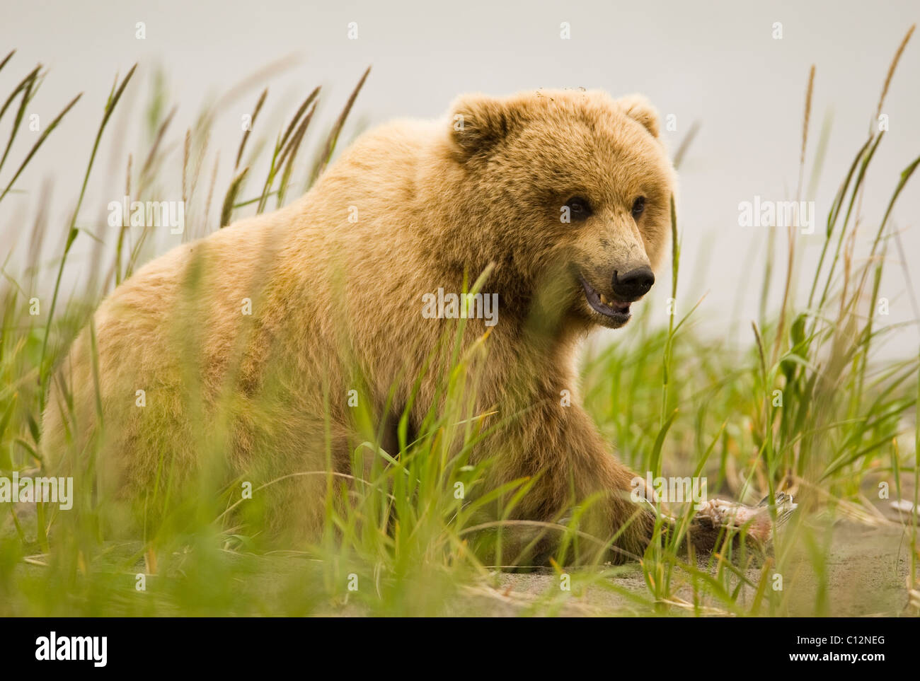 Un giovane Alaskan orso bruno gode i resti di un salmone, un inizio di stagione bonus lavato fino sulla spiaggia. Foto Stock