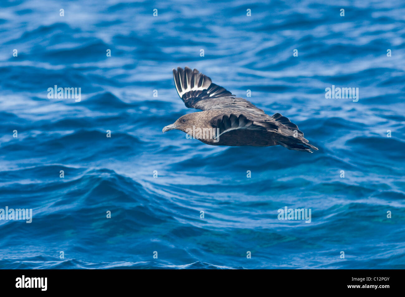 Skua sub antartiche, Catharacta antartide Foto Stock