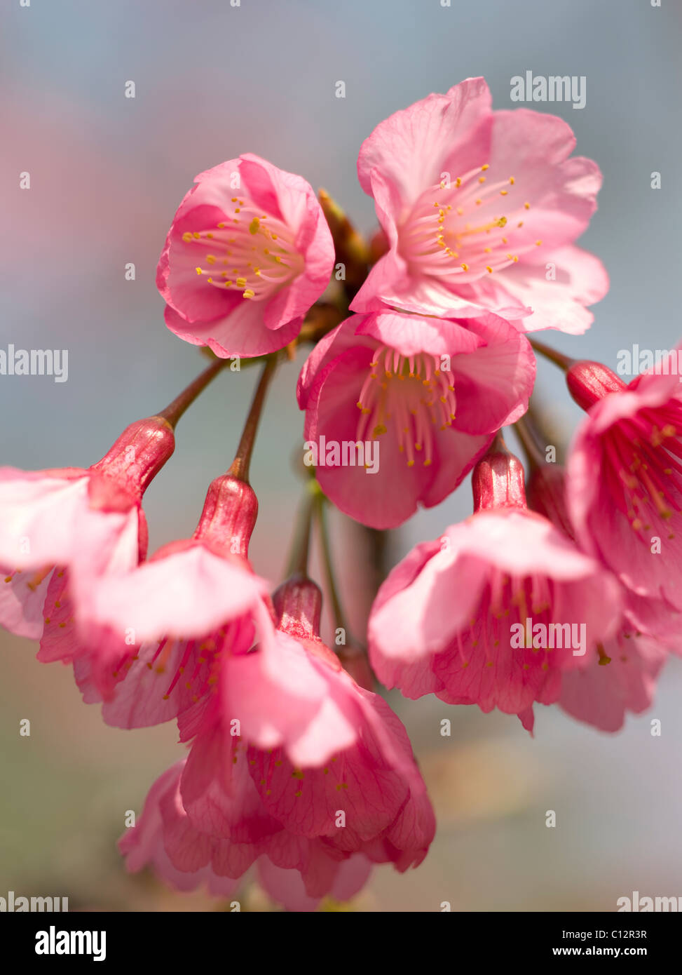 Cherry blossom in Okinawa, Japan Foto Stock
