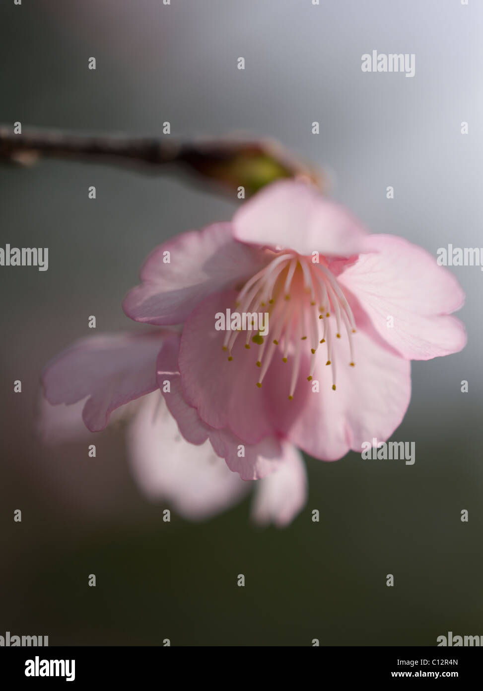 Cherry blossom in Okinawa, Japan Foto Stock