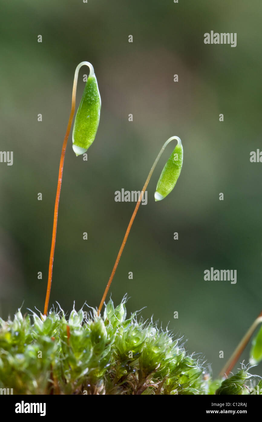 Bryum capilliare, un cuscino comune la formazione di MOSS si trovano spesso in crescita su pareti e rocce. Qui mostrato in primavera. Foto Stock