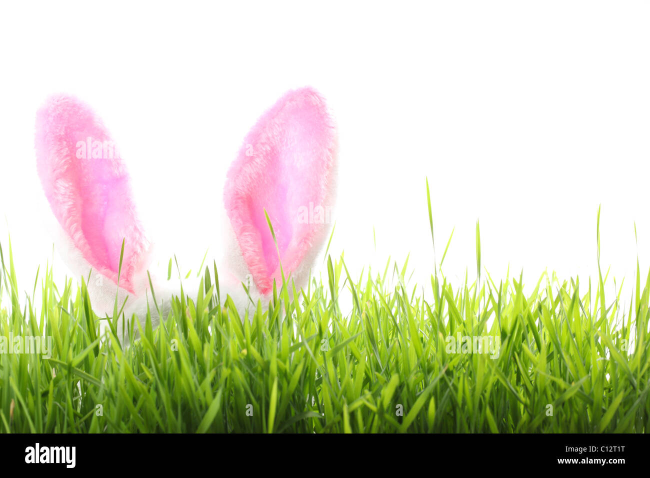 Coniglietto di Pasqua le orecchie con erba isolati su sfondo bianco Foto Stock