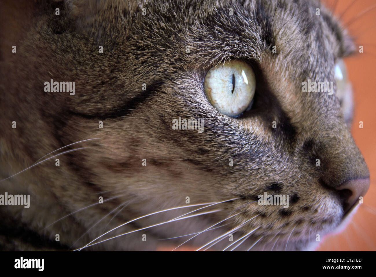 Close up di un gatto in testa Foto Stock