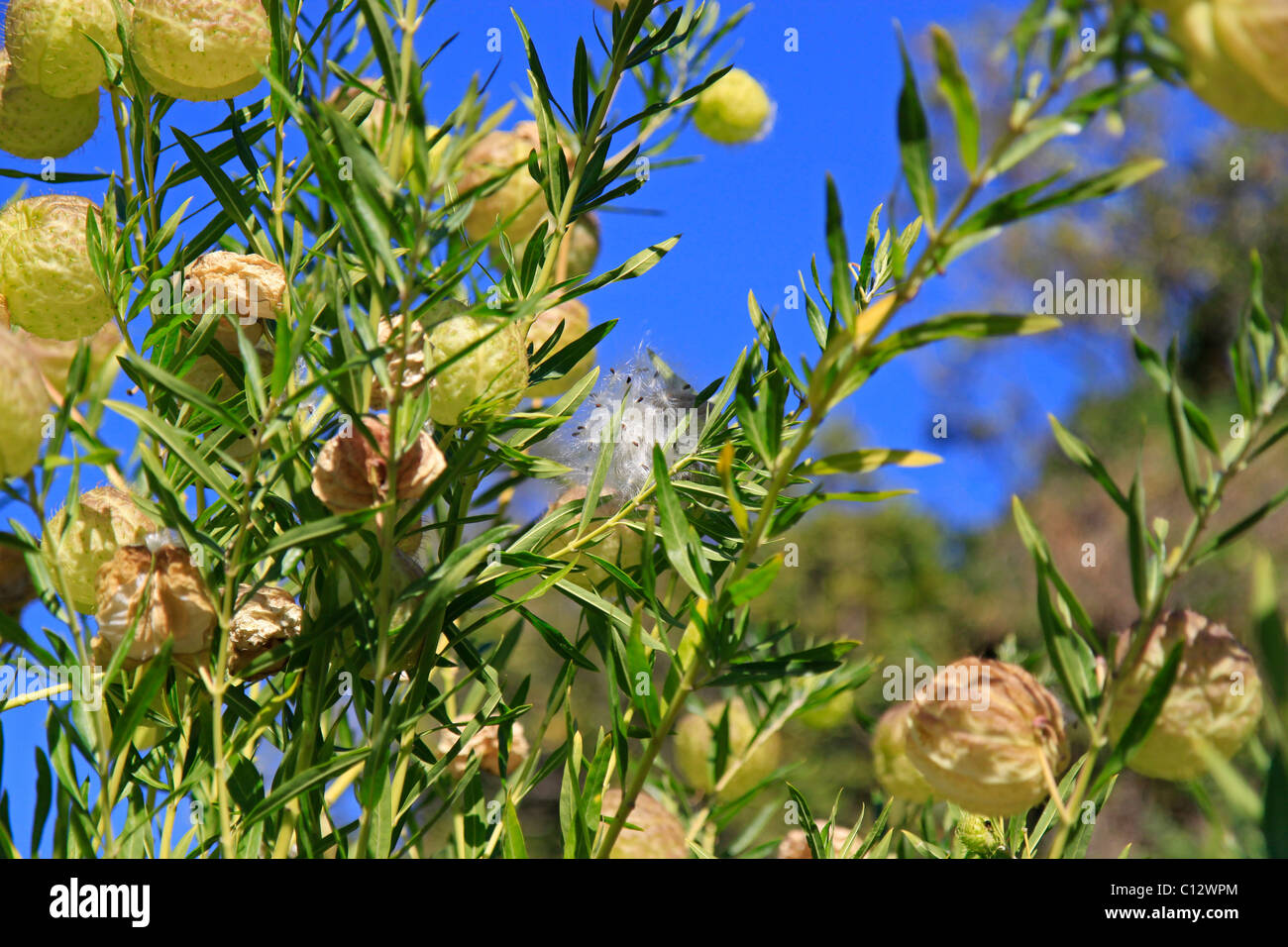 Aprire le capsule di semi di palloncino milkweed plant,( gomphocarpus physocarpus). Foto Stock