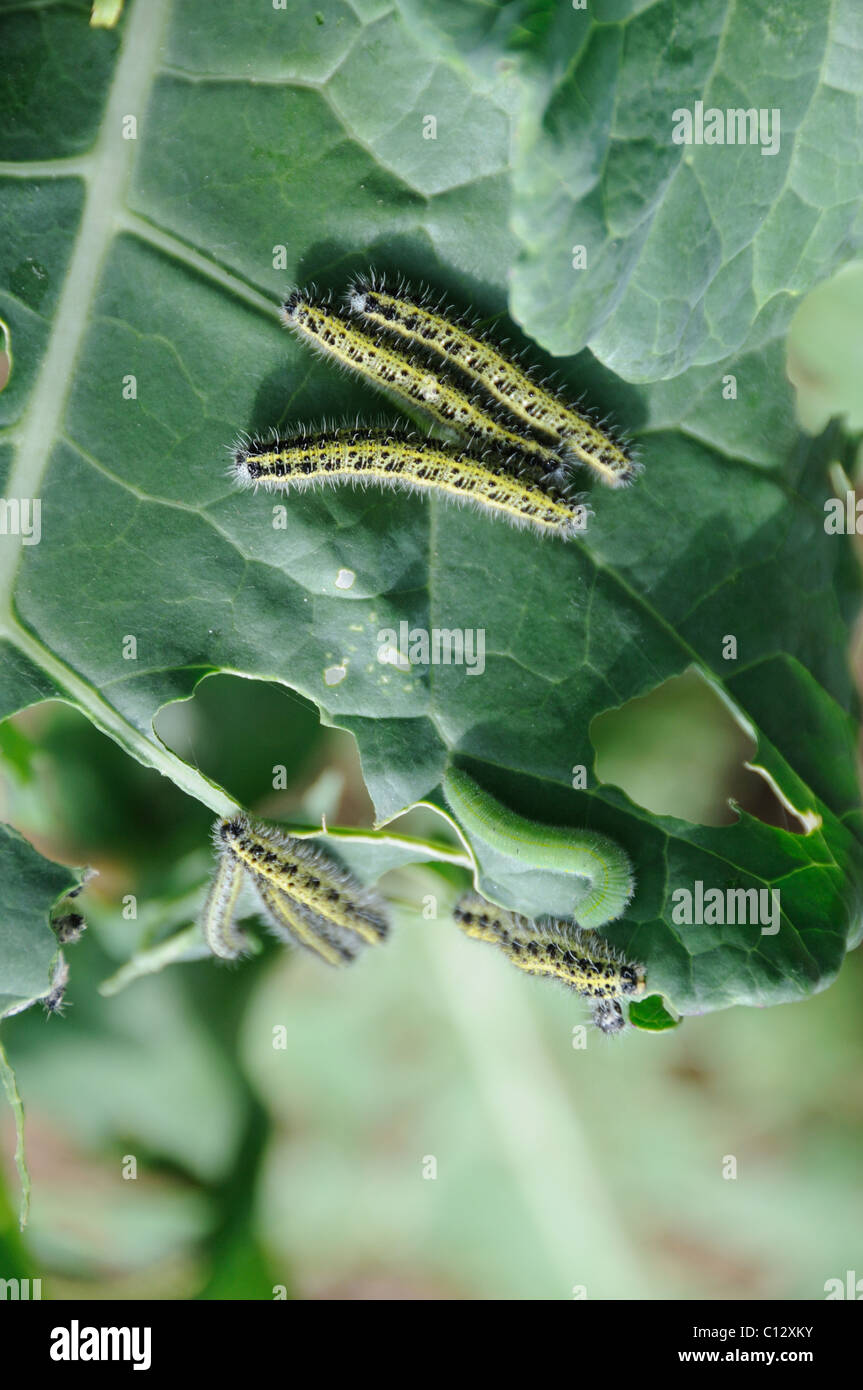 Il cavolo bianco mangiare caterpillar il suo modo attraverso un raccolto Foto Stock