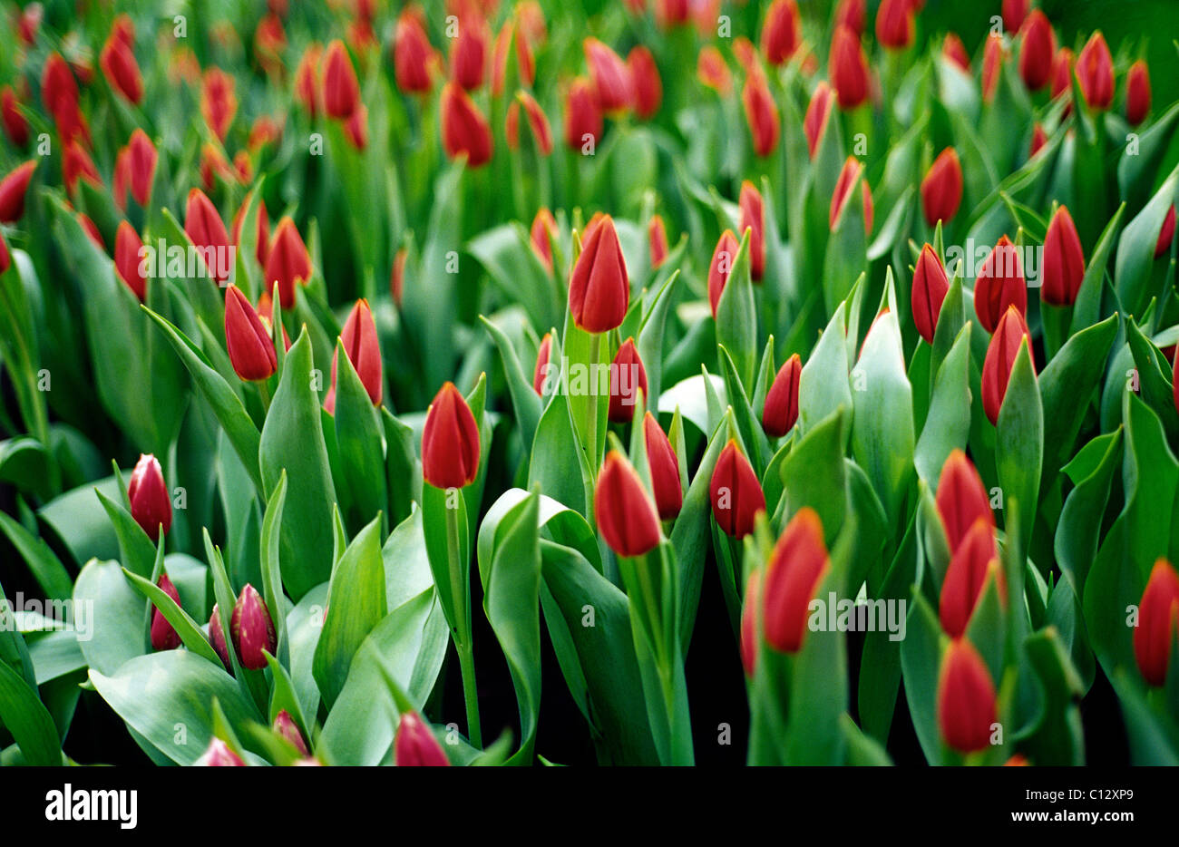 Orange Cassini trionfo tulipani in Palmengarten nella città tedesca di Francoforte am Main. Foto Stock